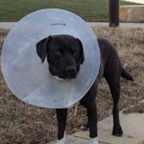 Thumbnail photo of B'Gosh #2