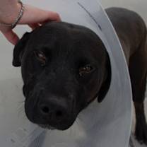 Thumbnail photo of B'Gosh #3