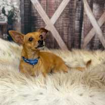 Thumbnail photo of Archie #1