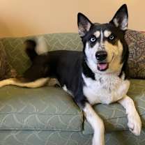 Thumbnail photo of Suki #2