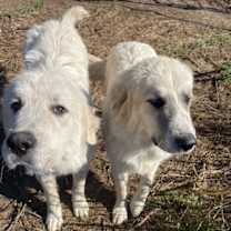 Thumbnail photo of 2 Boys #2