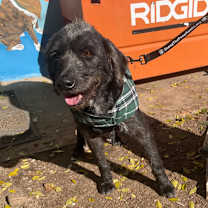 Thumbnail photo of Scruff #1