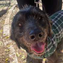 Thumbnail photo of Scruff #3