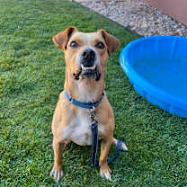 Thumbnail photo of Bluey #1