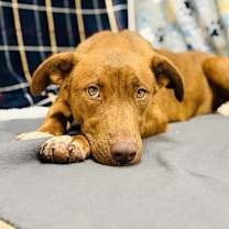 Thumbnail photo of Pretzel #1