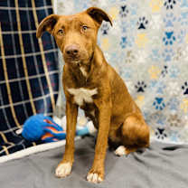 Thumbnail photo of Pretzel #2