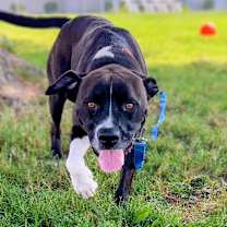 Thumbnail photo of Sully #4