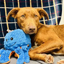 Thumbnail photo of Pretzel #3