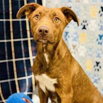 Thumbnail photo of Pretzel #4