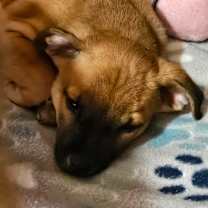 Thumbnail photo of Elric LB #3