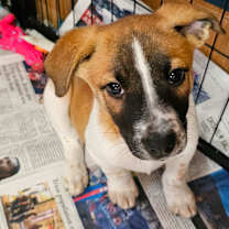 Thumbnail photo of Elowen LB #4