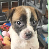 Thumbnail photo of Astrid LB #2