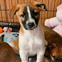 Thumbnail photo of Elowen LB #1