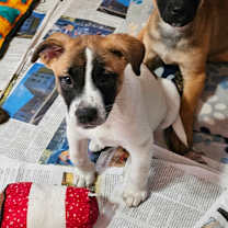 Thumbnail photo of Astrid LB #3