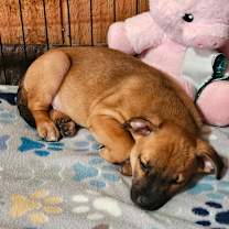 Thumbnail photo of Elric LB #4