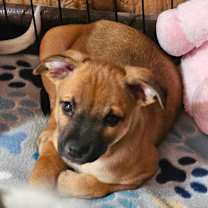 Thumbnail photo of Elric LB #1