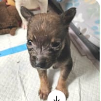 Thumbnail photo of Elric LB #2