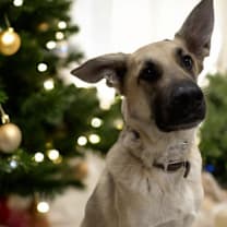 Thumbnail photo of Chip #3