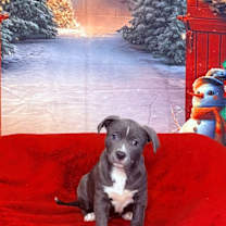 Thumbnail photo of Joy #1