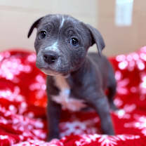 Thumbnail photo of Joy #2