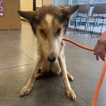 Thumbnail photo of Dumpling  #3