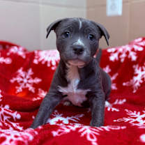 Thumbnail photo of Joy #3