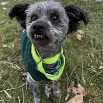 Thumbnail photo of Grinch #1