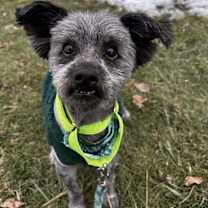 Thumbnail photo of Grinch #2