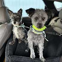 Thumbnail photo of Grinch #3