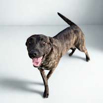 Thumbnail photo of Liberty #1