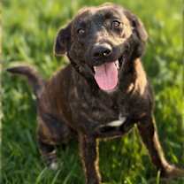 Thumbnail photo of Liberty #3