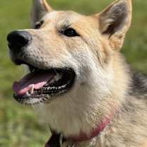 Thumbnail photo of Sansa #1