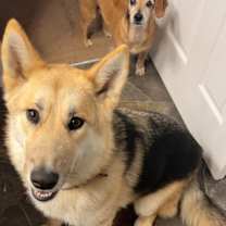 Thumbnail photo of Sansa #2