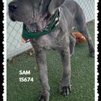 Thumbnail photo of SAM #1