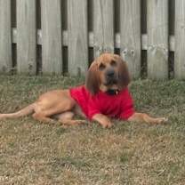 Thumbnail photo of Odie #4