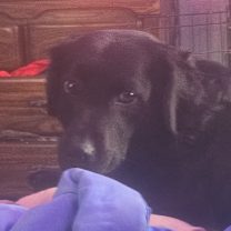 Thumbnail photo of Civie #2