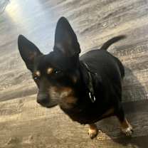 Thumbnail photo of Chico #3