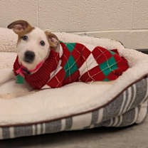 Thumbnail photo of Abba #3