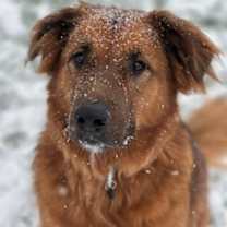 Thumbnail photo of Milo #1