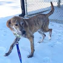 Thumbnail photo of Cashew #2