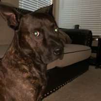 Thumbnail photo of Leo #1