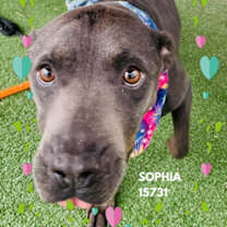 Thumbnail photo of SOPHIA #3