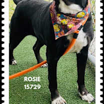 Thumbnail photo of ROSIE #1