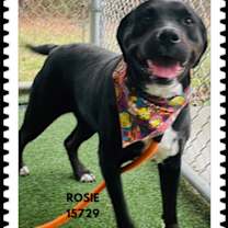 Thumbnail photo of ROSIE #2