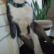 Thumbnail photo of Toby #3