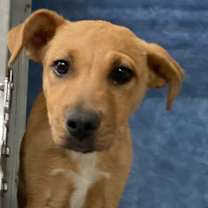 Thumbnail photo of Delsie #1