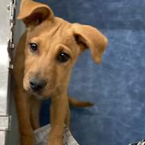 Thumbnail photo of Delsie #2