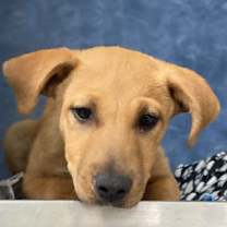 Thumbnail photo of Delsie #3