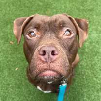 Thumbnail photo of Moxie #1