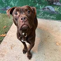 Thumbnail photo of Moxie #2